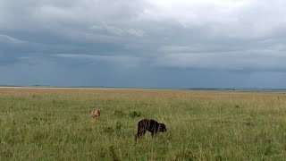 Hyena finds a buffalo calf all alone