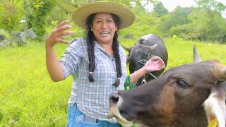 Comiendo guayabas con las vacas 😃