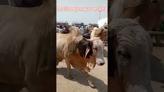 janwar mandi| cow| milk| milk benefits| dairy cow| sahiwal bulls