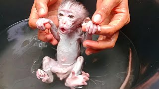 baby monkey change diapers  and bath..