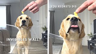 My Golden Retriever Reacts To The Invisible Wall Challenge!