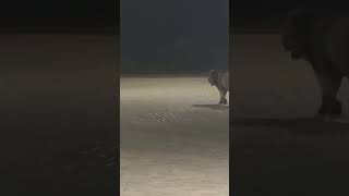 Lion unexpected visit near polyamet karwar #karwar #shorts