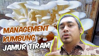 Cara Budidaya Jamur Tiram_Management kumbung Jamur Tiram