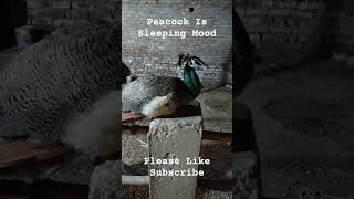 Peacock in Sleeping Mood❤❤