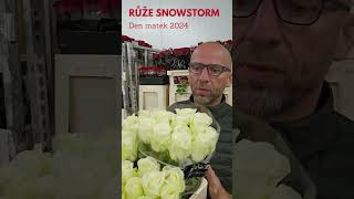 Bílé růže Snowstorm na Den matek - Florea.cz