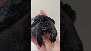 pure black snapping turtle