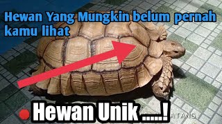 Jenis Hewan Dan binatang yang di lindungi