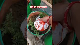 सभी पौधों में डालें महीने में बस एक बार यह खाद #gardening #fertilizer #plants #gardeningtips #shots