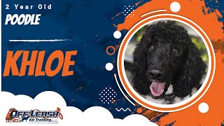 Khloe | 2 Year Old Poodle | Off Leash Poodle Training, Geogia