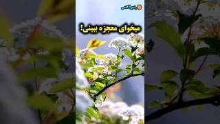 معجزه دعا/نذر سوره کوثر هدیه به نرجس خاتون/رادیو آگاهی/#shorts