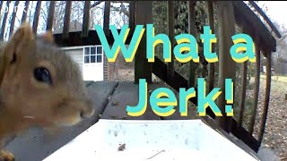 Squirrels can be Jerks