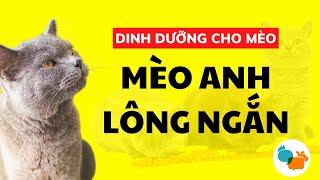 Chế Độ Dinh Dưỡng Mèo Anh Lông Ngắn | Chăm sóc mèo - Tiki Pet Store