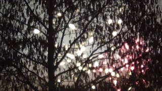 Fireworks behind tree branches New Year 2019