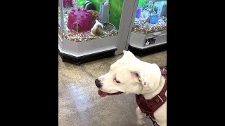 209. Naughty Girl Pitbull 's Reaction Seeing Hamsters Inside a Pet Store 11/16/24 #pitbull