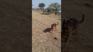 Showline Gsd Herding Cattle