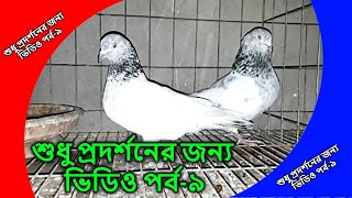 just for show video | শুধু প্রদর্শনের জন্য ভিডিও | pigeon videos | kobutor palon bangladesh | PART-9