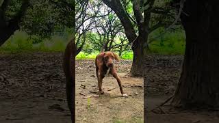 female bully three month puppy #dog #germanshepherd #morningexercise #morningroutine #doglover