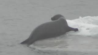 Seal in Gothenburg Harbour (part 3)