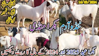 tando Adam Bakra mandi | Bakra Eid 2025 | Bakra Eid 2024 | latest update today | 16/03/2024