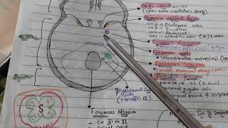 Foramina of skull with mnemonic