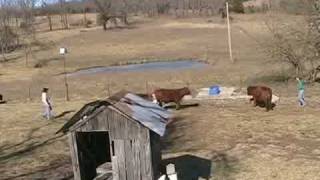 Stockmanship--Livestock Instincts 2 of 2