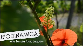 L' agricoltura biodinamica nella Tenuta Alois Lageder