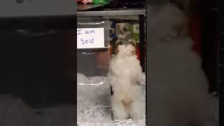 Sold Pupper Dance