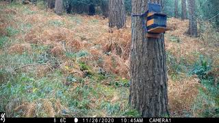 Pine Martens and Red Squirrels