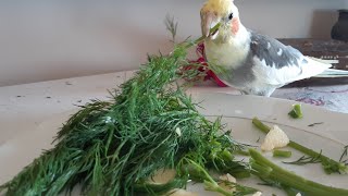 Tasty lunch for cockatiel