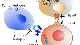 Cancer's Death Bomb: Scientists Discover 'Kill Switch' to Eliminate Cancer Cells