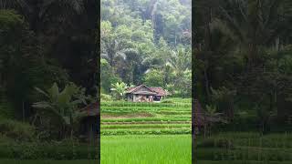 Rumah Terpencil di tengah Sawah dan Hutan, Hawar-Hawar Suara Alam dan Motor entah dari mana