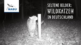 Spektakulär: Wildkatzen in Deutschland!