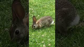 RABBIT #animals #sandiego #animal #rabbit #california #bunny #fuzzy #shortvideo #subscribe