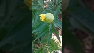 Μπουμπούκια Λίλιουμ (Lilium) #shorts #plants #nature #flowers #garden #krina #λουλούδια #shortvideo