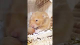 Hamster plays with hazelnut 🌰😀