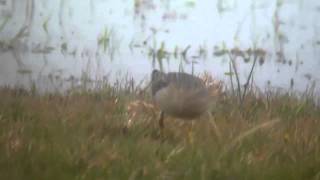 Buff breasted Sandpiper 41003 40810 FS16