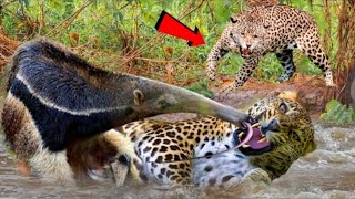 पंगा लेकर गलती करदी। दुनिया के सबसे ताकतवर जानवर | Most Powerful Animal In The World. #youtub