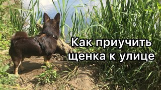 КАК ПРИУЧИТЬ ЩЕНКА К УЛИЦЕ