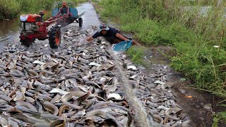 Best hand fishing,  a fisherman catch fish on the road in flooding season