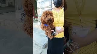 Cute puppy Short Video|Cute Dog #shorts