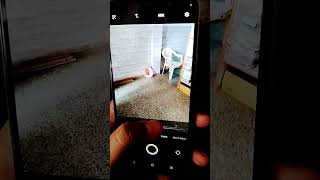 iqoo Z7s camera Zooming #mobilehub #trending #viral #shorts #navratrispecial #bhajan