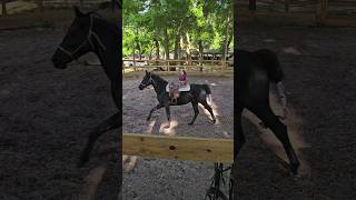 His tail has stars on it. 🌟 #horsetraining #apbeauregard #horse #paard #pferd #cheval