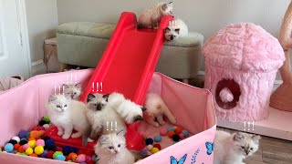 Enrichment Activities for Kittens | Ranking Fun Activities to Try with Kittens