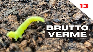 Brutto verme | scusa Luis..