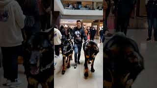 TWIN BODYGUARD PETS ACTIVATED #animals #pets #bodyguard #live #viralvideo #dog #protect #shorts #usa