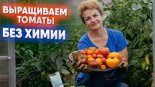 Выращиваем томаты без химии