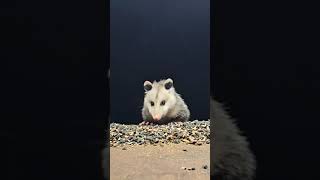 opossum | #chipmunks_and_squirrels on #Twitch