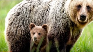 Медведь схватил ребёнка, люди замерли в ожидании! Но произошло чудо!