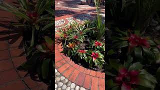 BROMELIAS!! #jardín #plantastropicales #cuidados #tour #