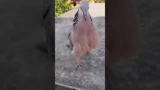 Spotted Dove Birds #spotted#birds#shorts#shortvideo#shortsviral